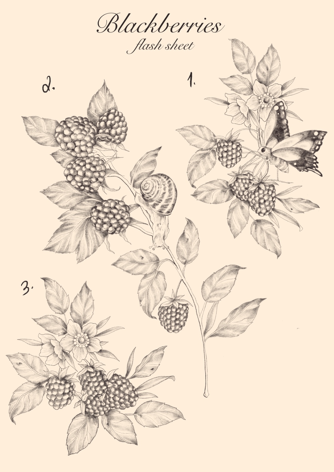 Blackberry Spell flash tattoo sheet by Fairies & Goblins — Lisbon tattoo artist